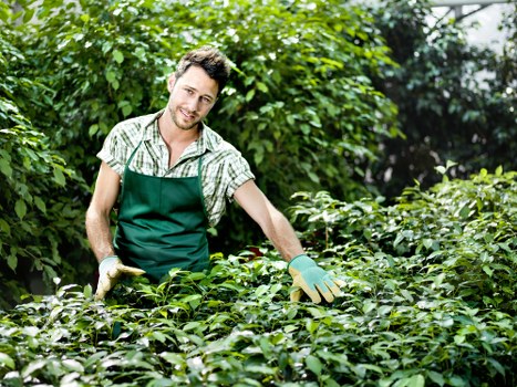 A male gardener, dressed in a green apron over a checked shirt and wearing gardening gloves, is tending to a lush green garden with various plants and shrubs. He is smiling and appears to be pruning or trimming the foliage. The garden features dense leafy bushes and small trees, with a mix of natural green tones and some lighter foliage. The background includes taller trees and a partly cloudy sky, indicating outdoor conditions suitable for gardening work. This scene reflects professional outdoor maintenance and garden care that Lawn Mowing Colindale offers in the North West London area, including nearby Colindale postcode. The garden layout suggests a well-maintained outdoor space with a combination of low-growing plants, shrubbery, and mature trees, arranged in a landscaped manner. The environment appears bright and well-lit by natural sunlight, with a focus on healthy, thriving plants, typical of residential gardening services in the UK.